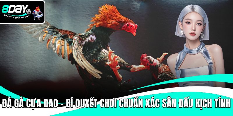 Đá gà cựa dao