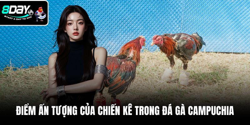 Điểm ấn tượng của chiến kê trong đá gà campuchia