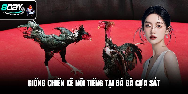 Giống chiến kê nổi tiếng tại đá gà cựa sắt