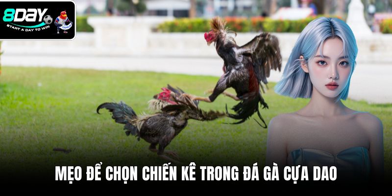 Mẹo để chọn chiến kê trong đá gà cựa dao