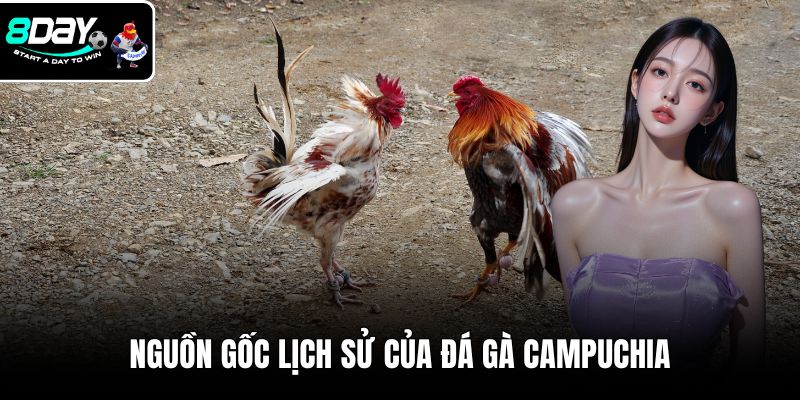 Nguồn gốc lịch sử của đá gà campuchia
