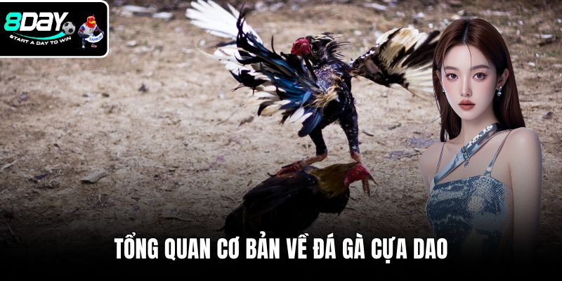 Tổng quan cơ bản về đá gà cựa dao
